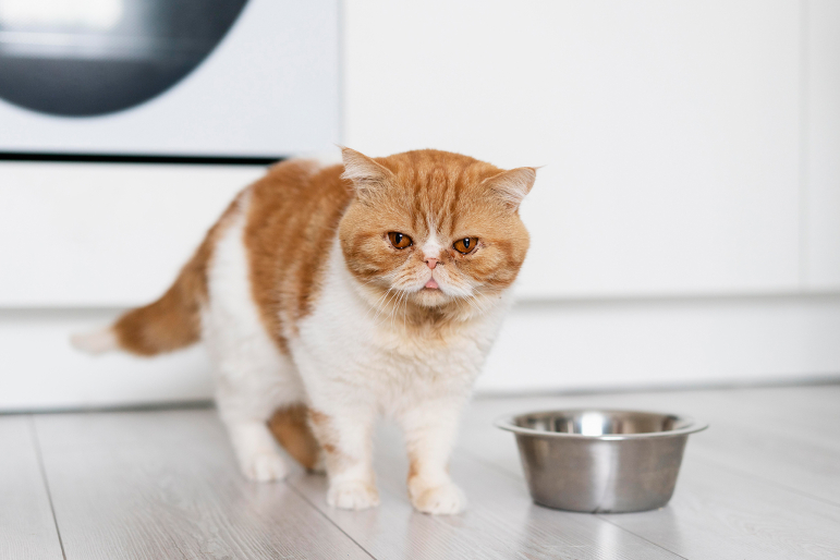 Efficiently transitioning a cat's diet
